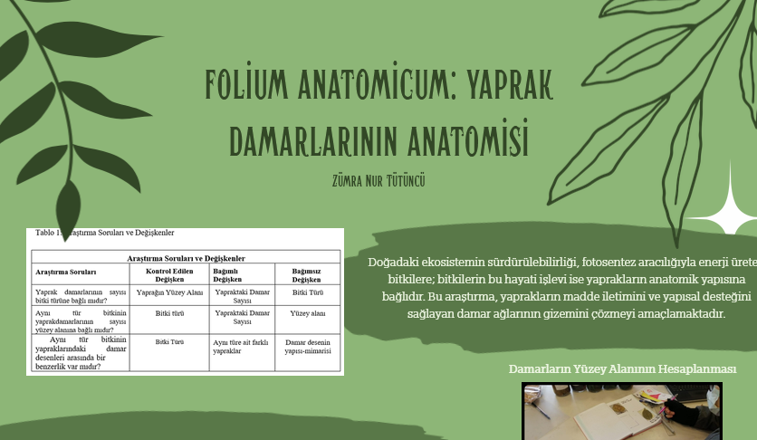 FOLİUM ANATOMİCUM